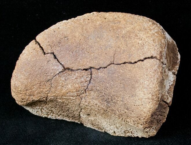 Small Edmontosaurus Toe Bone - Montana #12706